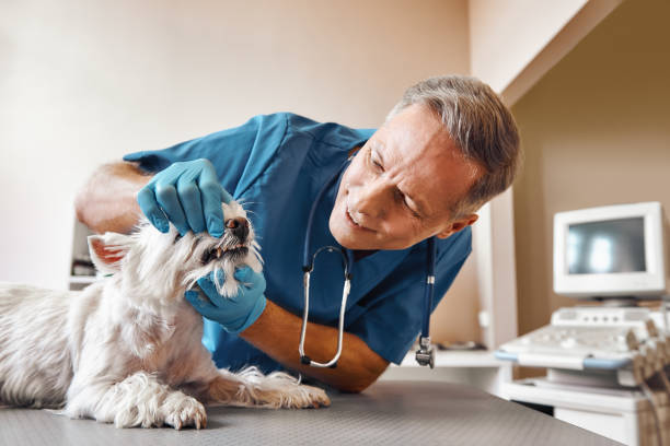Best Emergency Treatment for Dental Infections or Abscesses in Lake Placid, NY